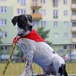 Pies do adopcji, Warszawa, 18 lutego 2021