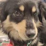 Pies do adopcji, Zielona Góra, 6 grudnia 2022