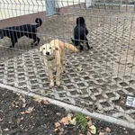Pies do adopcji, Opole, 7 grudnia 2022