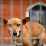 Pies do adopcji, Elbląg, 8 grudnia 2022