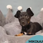 Pies do adopcji, Gdynia, 9 grudnia 2022