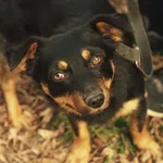 Pies do adopcji, Nowodwór, 9 grudnia 2022
