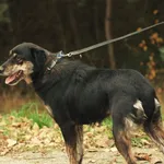 Pies do adopcji, Nowodwór, 9 grudnia 2022