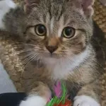 Kot do adopcji, Piła, 19 września 2022