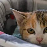 Kot do adopcji, Oświęcim, 11 grudnia 2022