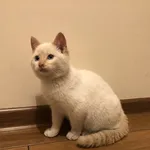 Znaleziono kota, Nowy Tomyśl, 7 grudnia 2022