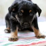 Pies do adopcji, Jabłonna, 11 grudnia 2022