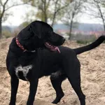 Pies do adopcji, Gorzów Wielkopolski, 9 października 2022