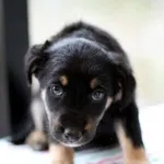 Pies do adopcji, Jabłonna, 11 grudnia 2022