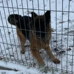 Pies do adopcji, Opole, 12 grudnia 2022