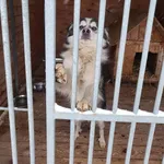 Pies do adopcji, Orzechowce, 11 grudnia 2022