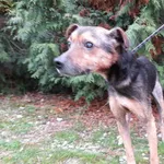Znaleziono psa, Henrykowo, 13 grudnia 2022