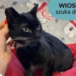Kot do adopcji, Dąbrówka, 14 grudnia 2022