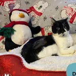 Kot do adopcji, Dąbrówka, 14 grudnia 2022