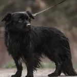 Pies do adopcji, Nowodwór, 15 grudnia 2022
