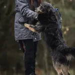 Pies do adopcji, Nowodwór, 15 grudnia 2022