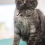 Kot do adopcji, Zielona Góra, 16 grudnia 2022