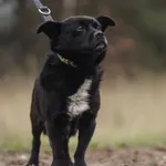 Pies do adopcji, Nowodwór, 17 grudnia 2022