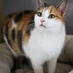 Kot do adopcji, Piła, 6 listopada 2022
