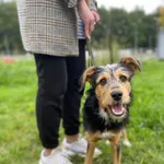 Pies do adopcji, Kielce, 19 grudnia 2022