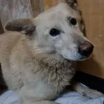 Pies do adopcji, Włocławek, 18 grudnia 2022