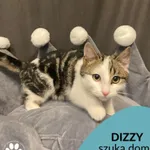 Kot do adopcji, Gdynia, 20 grudnia 2022