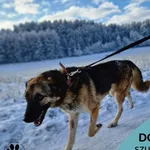 Pies do adopcji, Dąbrówka, 21 grudnia 2022