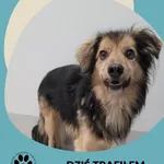 Znaleziono psa, Gdynia, 20 grudnia 2022