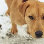 Pies do adopcji, Nowodwór, 20 grudnia 2022