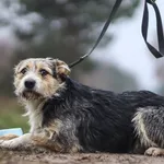 Pies do adopcji, Nowodwór, 21 grudnia 2022