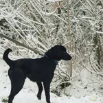 Pies do adopcji, Nowodwór, 21 grudnia 2022