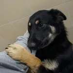 Pies do adopcji, Kraków, 9 grudnia 2022