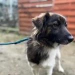 Pies do adopcji, Starogard Gdański, 23 grudnia 2022