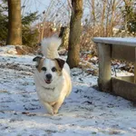 Pies do adopcji, Bydgoszcz, 25 grudnia 2022
