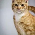 Kot do adopcji, Piła, 29 maja 2022