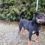 Znaleziono psa, Henrykowo, 20 grudnia 2022