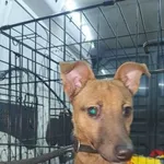 Pies do adopcji, Oborniki, 24 listopada 2022