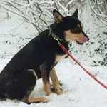 Pies do adopcji, Nowodwór, 26 grudnia 2022