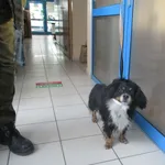 Znaleziono psa, Gdańsk, 26 grudnia 2022