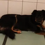 Pies do adopcji, Częstochowa, 22 października 2022