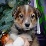 Pies do adopcji, Rzeszów, 27 grudnia 2022