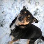 Pies do adopcji, Rzeszów, 1 marca 2020