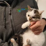 Kot do adopcji, Racławice, 15 grudnia 2022