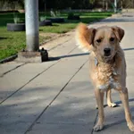 Pies do adopcji, Rzeszów, 1 listopada 2019