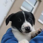Pies do adopcji, Kielce, 29 grudnia 2022