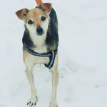 Pies do adopcji, Nowodwór, 30 grudnia 2022