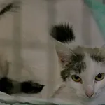 Kot do adopcji, Wałbrzych, 17 grudnia 2022