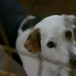 Pies do adopcji, Wałbrzych, 16 grudnia 2022