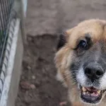 Pies do adopcji, Oborniki, 4 lipca 2022