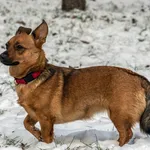Pies do adopcji, Sopot, 1 stycznia 2023
